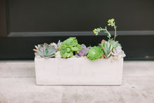 Load image into Gallery viewer, Succulent Garden