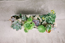 Load image into Gallery viewer, Succulent Garden